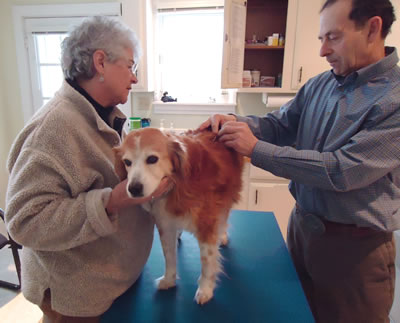 acupuncture for pets