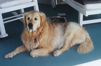 Handsome, canine patient of Dr Lee Herzig