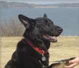 Lobo canine patient of Dr Lee Herzig